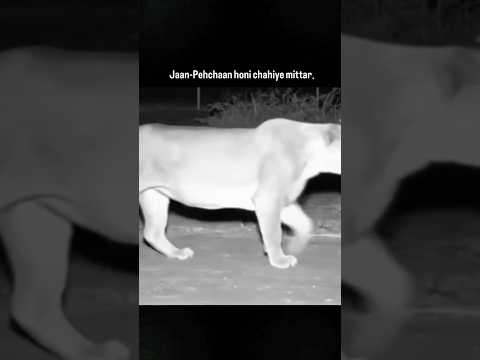 Bhaichara On Top #shorts #dogs #trending