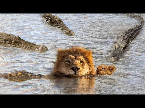 Classic confrontations of Wild Animal - Crocodile Attacks