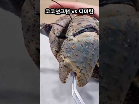 코코넛크랩vs더미탄 #코코넛크랩 #coconutcrab #ヤシガニ