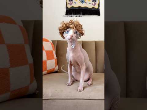 I Got My Cat A Wig #shorts #sphynx #pets #cats