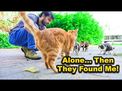 They Found Me! Stray Cats Beg for Food in an Empty Park