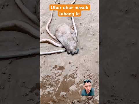Ubur ubur masuk lubang le !! #funny #fishing #beach #nature #animals #trending #shorts