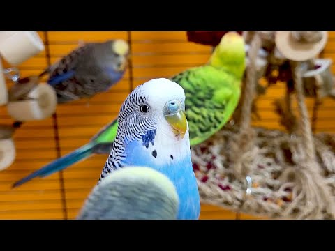 7 hours of budgie sounds for relaxation