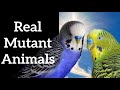 Exploring Real Genetic Mutations