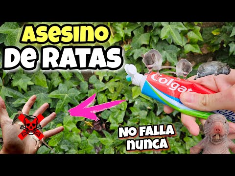 Esto es 100 VECES + POTENTE que otros VENENOS CASEROS para Eliminar y MATAR RATAS o Ratones de Casa