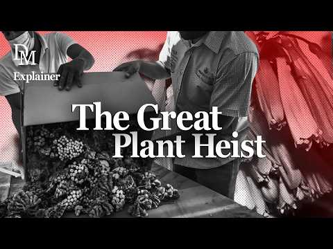 YouTube video thumbnail: Plant Poaching in South Africa: The Million Rand Miracle Bush Lily Heist