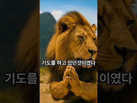사자의 기도 #노후의지혜 #코믹 #사자
