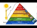Exploring the Energy Pyramid: Consumers and Producers