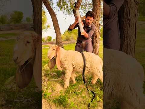 Sheep k uper nag a ga
