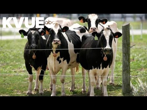 Second type of bird flu detected in US dairy cows