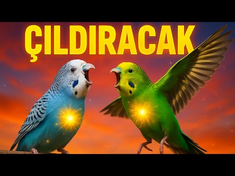 Muhabbet Kuşu Sesi | Gerçek ve Net Ses Kaydı ile Kuşunuzla Sohbet Edin! 🐦