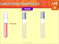 Carbohydrate Fermentation in Microbiology
