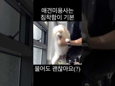 애견미용사 현실일상