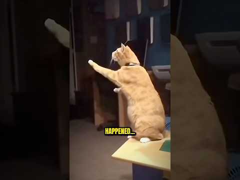 Their Dog Came Back to Say Goodbye…