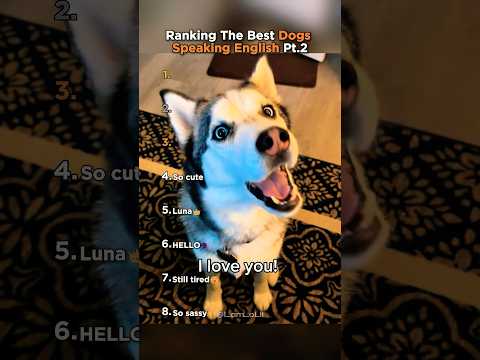 Ranking the Best Dogs Speaking English (Part 2)