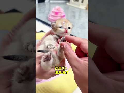 Cari jejak kaki tobi #shorts