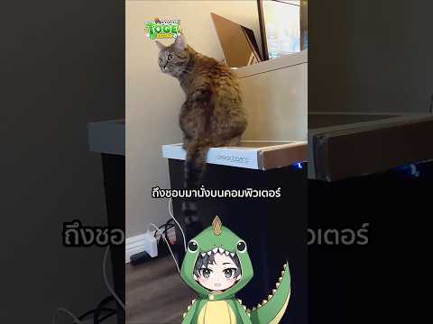 ทำไมแมวชอบนั่งบนคอมพิวเตอร์ | TOGE トゲ