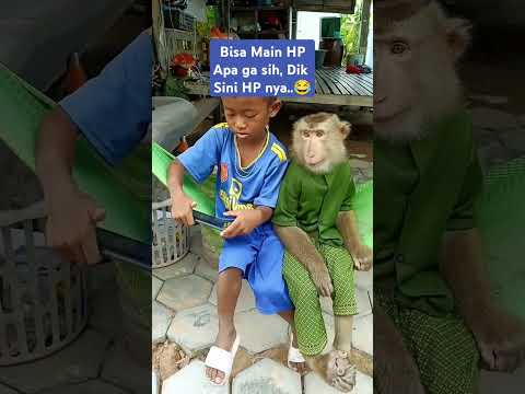 Nonton HP adiknya #funny #monkey #monyet #monyetlucu #bocil