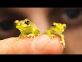 Amphibian Habitat and Development Insights
