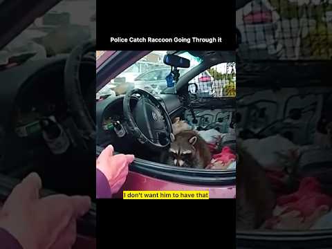 Cop catch raccoon with what? #police #shorts #copwatch