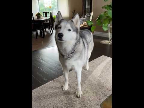 I want to raise a husky #dog #funnydog #dogs #funnyvideos #fyp
