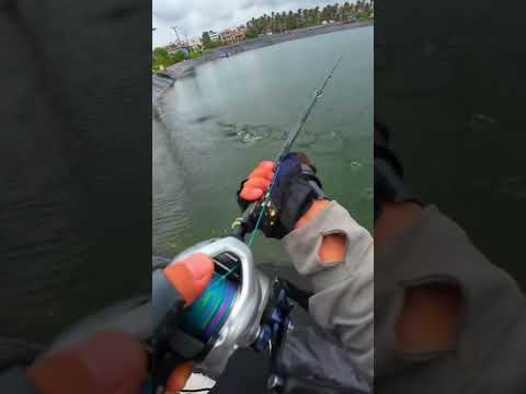 #shorts đam mê câu lure câu cá lóc giải trí #169 #fishing #cauca