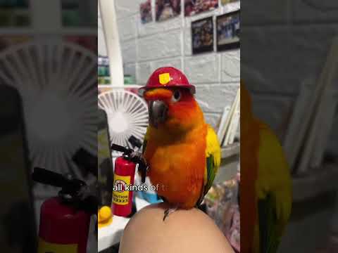 The parrot plucked its feathers to charm the father-in-law.#shorts #parrot #animal #pet #cute