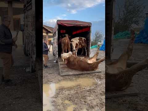 Llegaron las vacas ๐ฎโ๐จ๐ฑ๐ #humor #comedia #viral