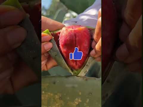 Questa pianta, piena di spine, nasconde qualcosa di SORPRENDENTE! #curioso #incredibile