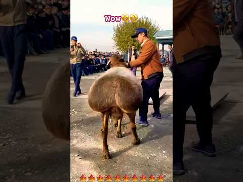 #sheep festiwal #sheepbreeding #beautiful big sheep