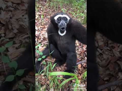 owa jawa / siamang ‼️