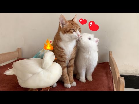 So funny! The duck and the rabbit became rivals in love because they both fell in love with the cat.