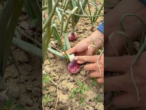 Tips To Maximize Onion Yield #farmingtech @HappyFarm85