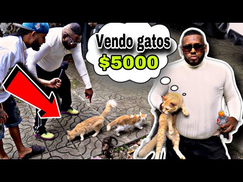 ENCUENTRO A MR BLACK LA FAMA VENDIENDO GATO PARA PODER SOBREVIVIR TE VAS A MORIR DE LA RISA