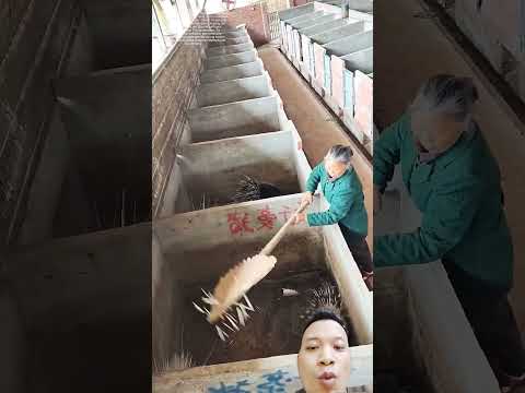 lấy lông nhím bằng cách này