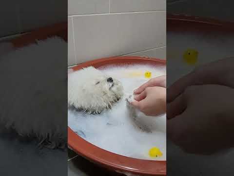 약빤 강아짘ㅋㅋ(ft.코카인)