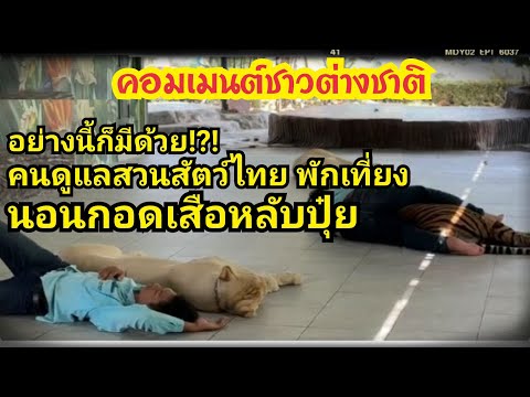 ชาวต่างชาติอึ้ง คนดูแลเสือในสวนสัตว์ไทย นอนพักเที่ยงกับเสือ นอนกอดกันหลับ ยังกับกอดหมอนข้าง