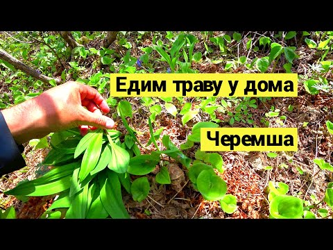Едим траву у дома. Черемша