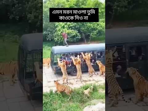 এমন মরন মাওলা তুমি কাওকে দিও না।#shortvideo #motivation #foryou #fyp