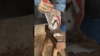 Great hoof trimming video extremely comfortable丨ASMR丨Donkey hoof cutting sound