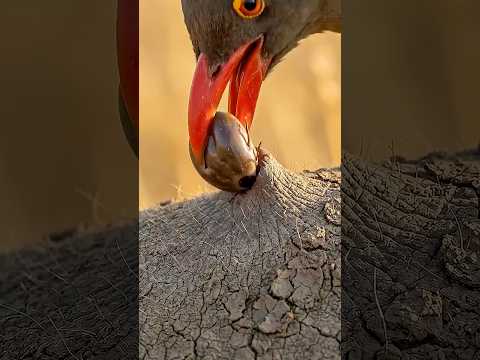 Africa's Doctor Bird