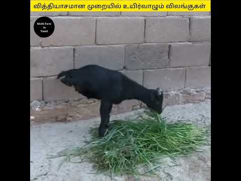 வினோதமாக உயிர்வாழும் விலங்குகள் 😱 இதை கடைசி வரை பாருங்க | Multi facts in Tamil | #viral #shorts