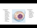 Meiosis Phases and Chromosome Behavior