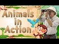 Animal Movements and Actions