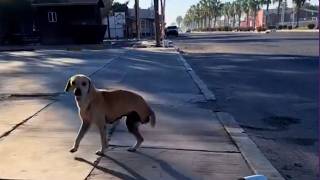 Cachorra Especial Foi Resgatada Para Viver Aventuras E Realizar Seu Sonho!