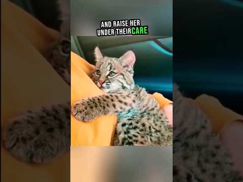 Lost Baby Bobcat Finds Love and Home ๐ฎโค๏ธ #shorts #cat #rescue