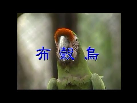 金馬兒童合唱團 – 布穀鳥