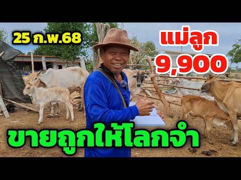 Vายถูกให้โลกจำวัวเพื่อเกษตรกรหลักพันจำนวนมากแม่ลูกตัวเมีย9,9