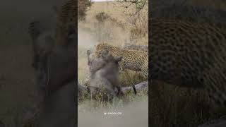 Leopard Ambushes Warthog — Friend Rushes to Help!