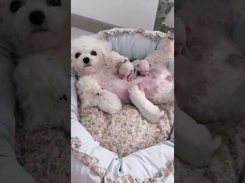 little cute baby puppies are drinking milk#shorts #shortvideo #cutedog#pomeranian #cute #puppy #pets